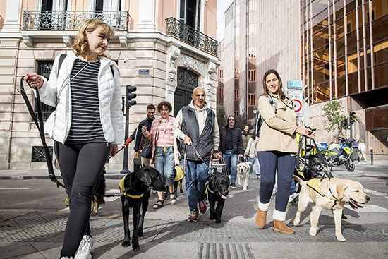 Un grupo de personas ciegas cruzando un paso de peatones con sus perros guía