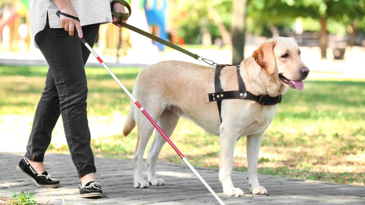 Usuaria sordociega de perro guía