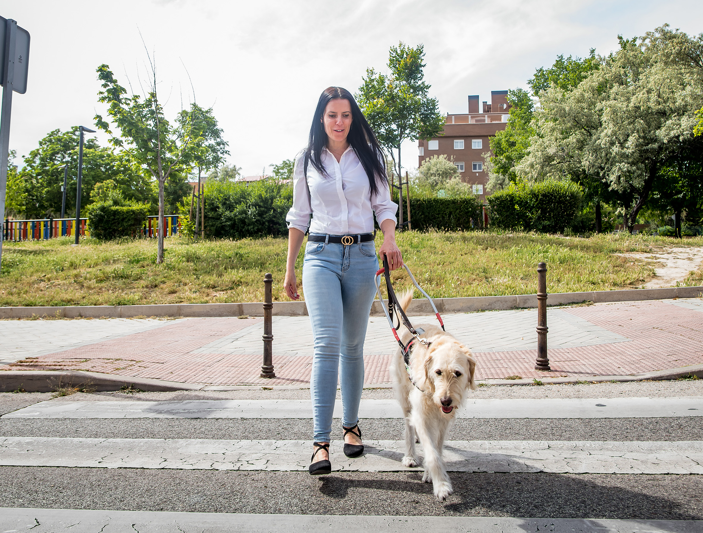Perro guía de una persona sordociega