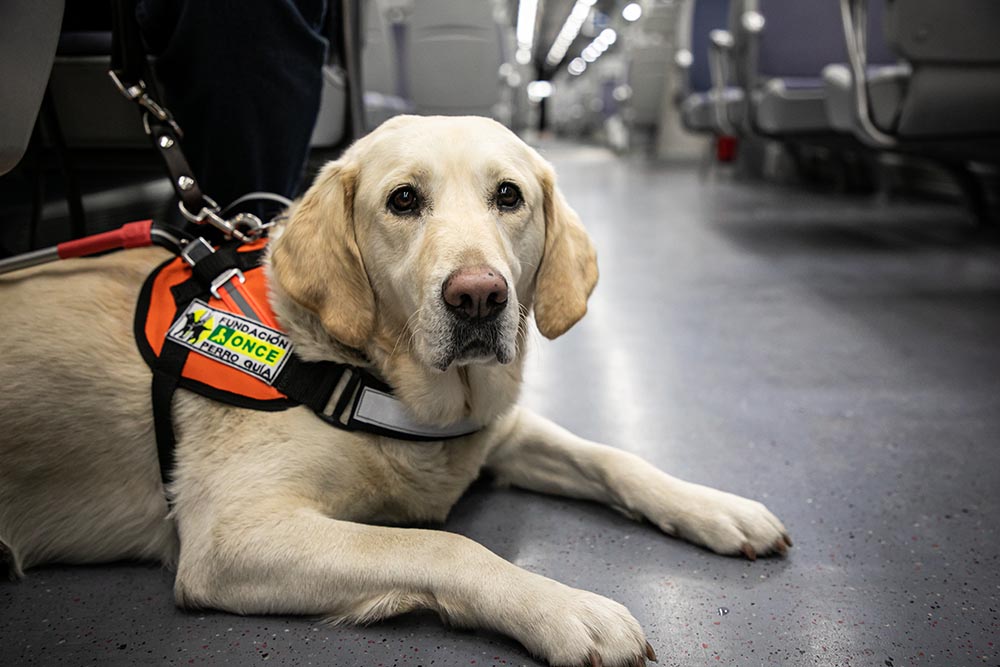 Perro guía de la ONCE en un vagón de tren