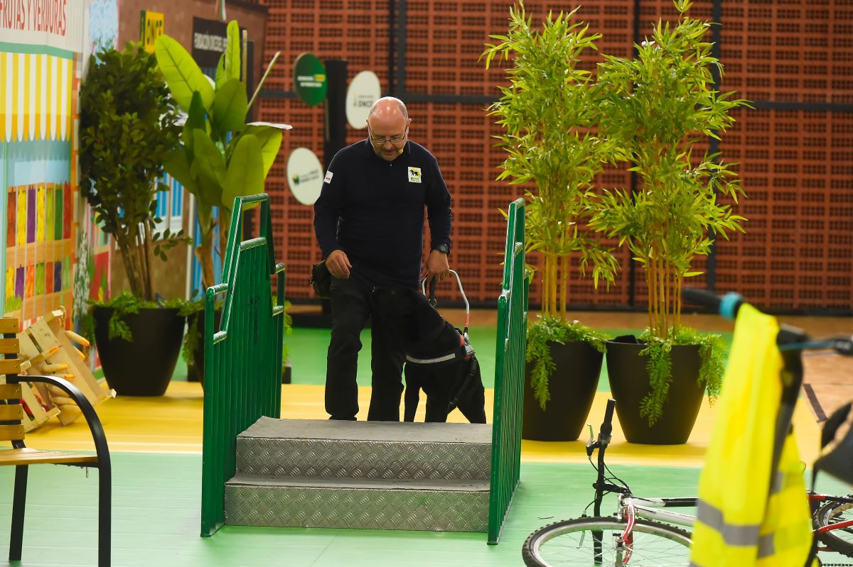 Otro momento de la exhibición en el que el perro guía al usuario por el circuito urbano, subiendo unas escaleras