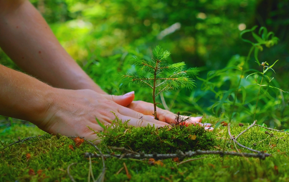Unas manos en la tierra mojada plantando una planta
